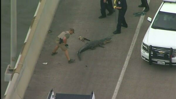 Alligator blocks traffic on Houston bridge - Sputnik International