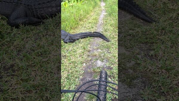 Cyclist Has a Close Encounter with Alligators || ViralHog - Sputnik International