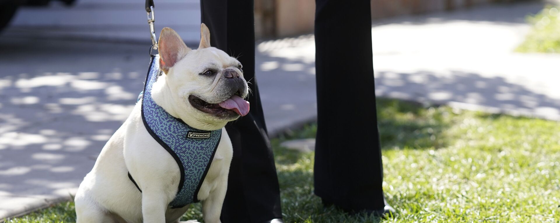 A French bulldog sits near an area on North Sierra Bonita Ave. where Lady Gaga's dog walker was shot and two of her French bulldogs stolen, Thursday, Feb. 25, 2021, in Los Angeles. - Sputnik International, 1920, 06.12.2022