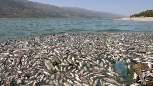 Dead fish are seen floating in Lake Qaraoun on the Litani River, Lebanon April 29, 2021. - Sputnik International
