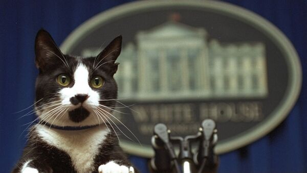 In this March 19, 1994 file photo, Socks the cat peers over the podium in the White House briefing room in Washington. - Sputnik International