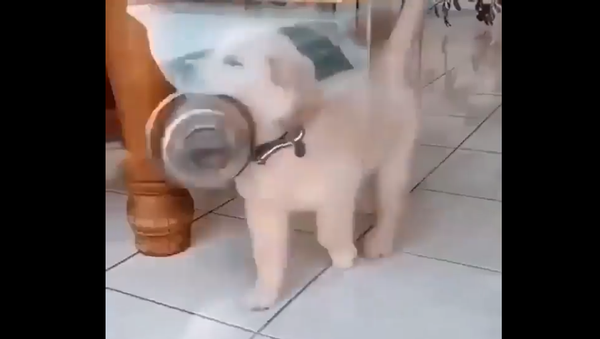 Golden retriever puppy - Sputnik International