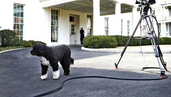 Bo, US President Barack Obama's dog, is seen outside the West Wing of the White House February 11, 2014 in Washington, DC.  - Sputnik International