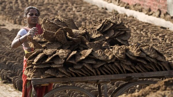 An Indian woman loads in a cart cow dung cakes, for use as cooking fuel in Allahabad, India, Wednesday, Jan.28, 2009 - Sputnik International