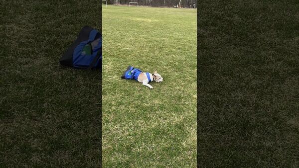 Disabled Doggy Still Enjoys Exercise || ViralHog - Sputnik International