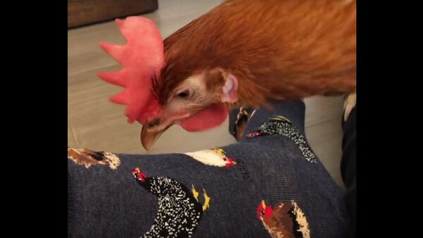 Hen Pecks at Socks With Chicken Pictures. ViralHog - Sputnik International