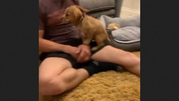 Puppy - Sputnik International