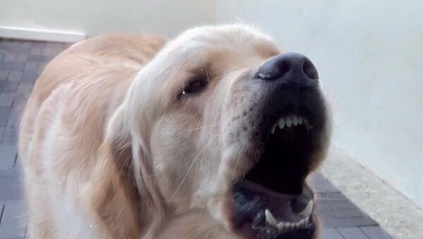 Mad Dog 2 - Sputnik International