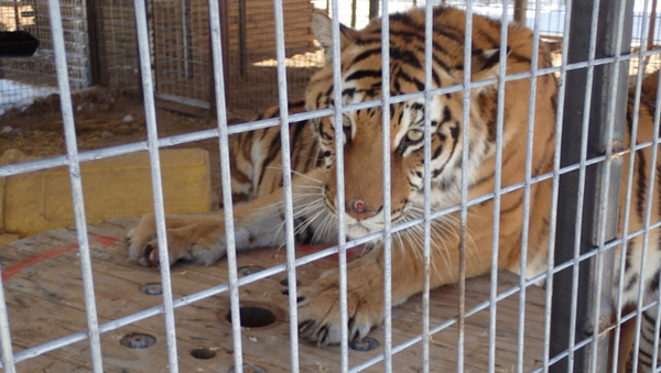 During the February 19, 2021 inspection, one tiger was observed with a circular wound on her nose. See photo below. Such skin lesions can be caused by trauma, infection, parasites, or other medical issues. Another tiger had hair loss on the top and inside of both front legs just below the elbow and small red lesions on several toes of both back feet. No veterinary records were provided for either animal. - Sputnik International