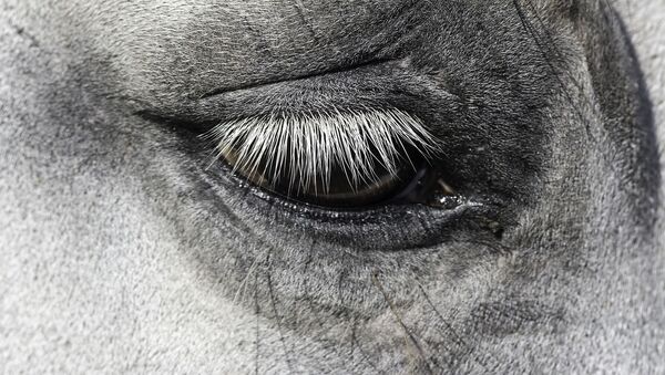 Horse eye - Sputnik International
