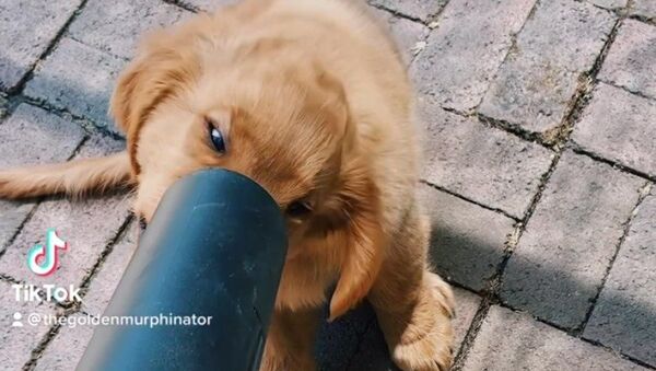 golden retriever puppy - Sputnik International