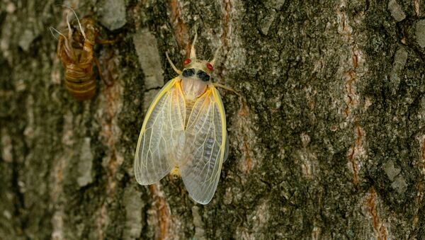 A newly emerged adult cicada dries its wings on a tree, as Brood X or Brood 10 cicadas have begun emerging from the earth after 17 years, in Louisville, Kentucky, U.S., May 20, 2021. - Sputnik International