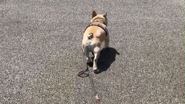 Lazy dog  - Sputnik International