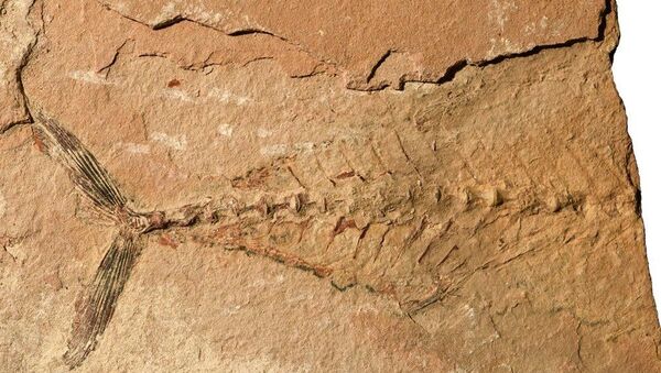 56 million-year-old fish fossils found in the Eastern Desert known as Ras Gharib A - Sputnik International