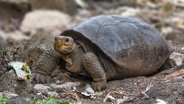 A photo of Fernandina Island Galápagos tortoise thought previously to be extinct - Sputnik International