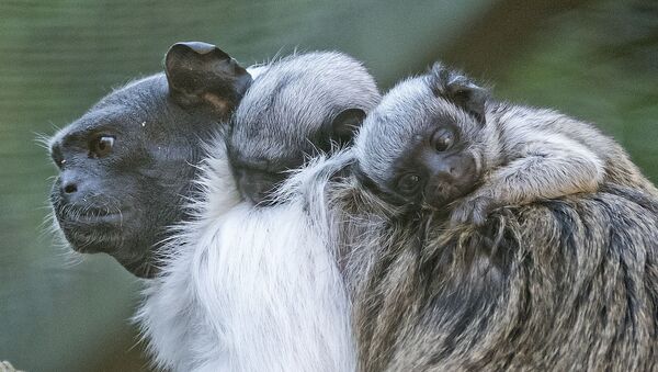 Pied tamarin twins babies seat on the back of their mother Lia at the zoo in Erfurt, Germany, Monday, Aug. 10, 2015. The two babies, whose gender is not yet known, were born on July 31, 2015. - Sputnik International