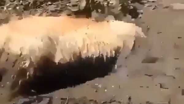 Golden retriever  - Sputnik International