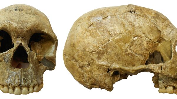 Skull of an individual identified as JS 33 in anterior and right lateral view from among the 13,400-year-old Jebel Sahaba remains from Sudan, some of the earliest evidence of human warfare, is seen in this undated handout photograph - Sputnik International