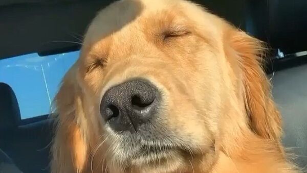 Golden Retriever - Sputnik International