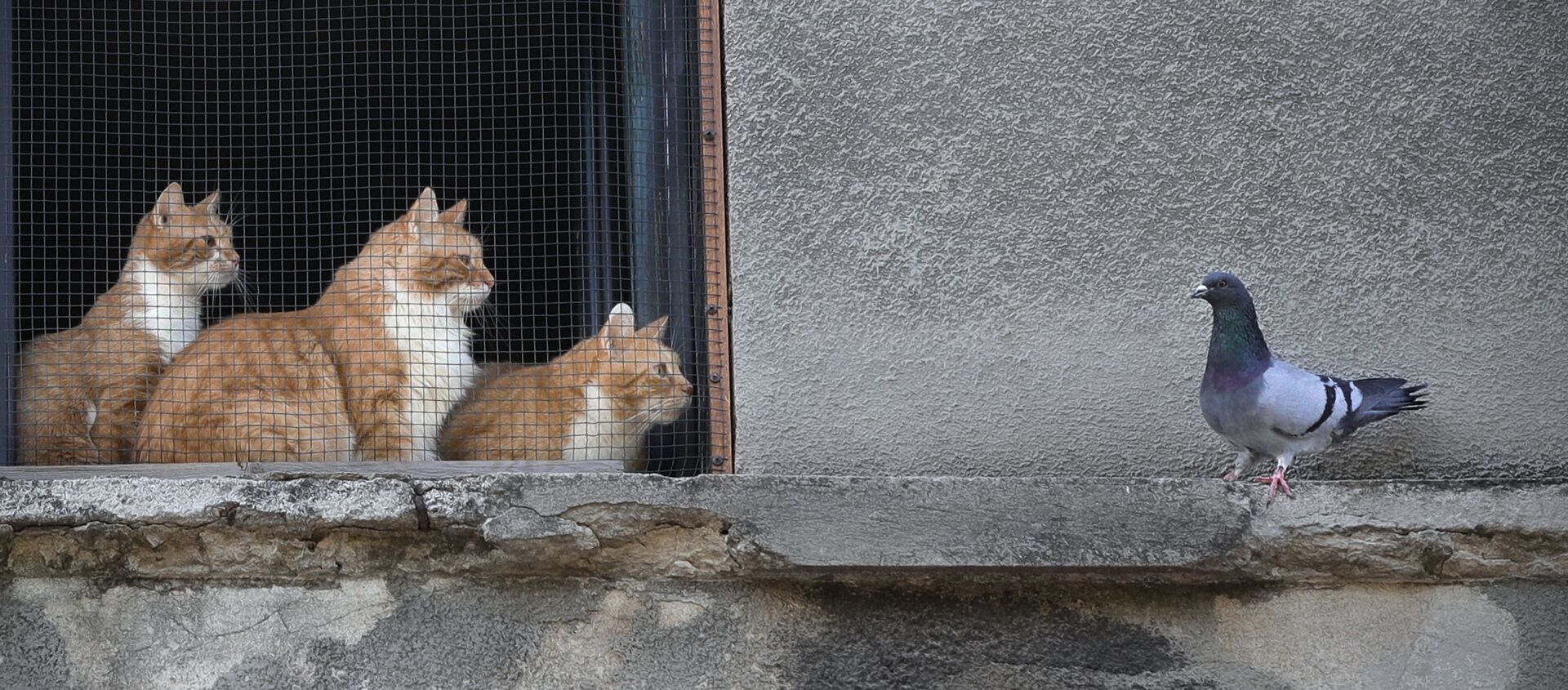 Cats stare at a pigeon from inside a window in Bucharest, Romania, Thursday, April 23, 2020. (AP Photo/Vadim Ghirda) - Sputnik International, 1920