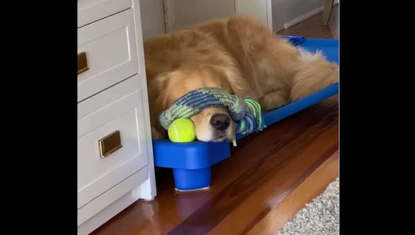 Golden Retriever napping - Sputnik International