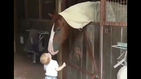 Toddler Greets Horses With Kisses In a Stable - Sputnik International