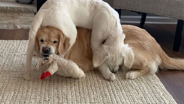 Golden Retriever - Sputnik International