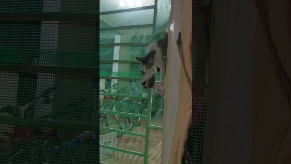 Cat Climbs Through Gate With Her Kittens || ViralHog - Sputnik International