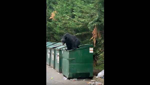 Bear Caught Climbing Out of Dumpster || ViralHog - Sputnik International