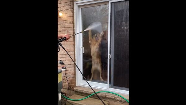 Golden Retriever Wants to Play with Power Washer || ViralHog - Sputnik International
