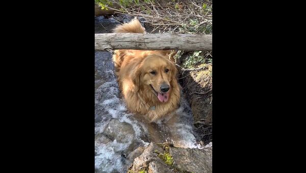Retriever Chills Out in Creek during Hike || ViralHog - Sputnik International