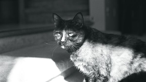 Devious Cat Face - Sputnik International