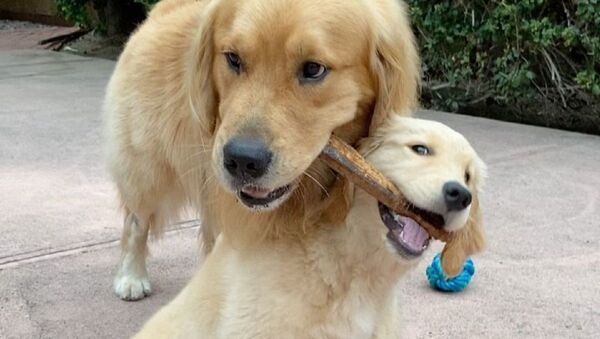 Kyler the Golden - Sputnik International