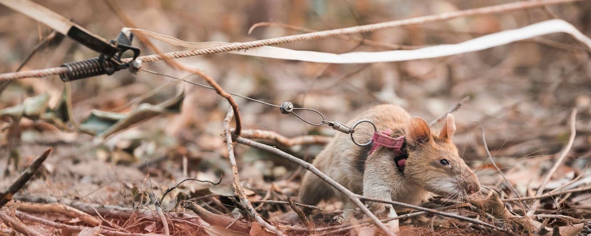 Image provided by APOPO captures Magawa searching for land mines, a job the award-winning African pouch rat has been doing for five years. - Sputnik International, 1920, 05.06.2021