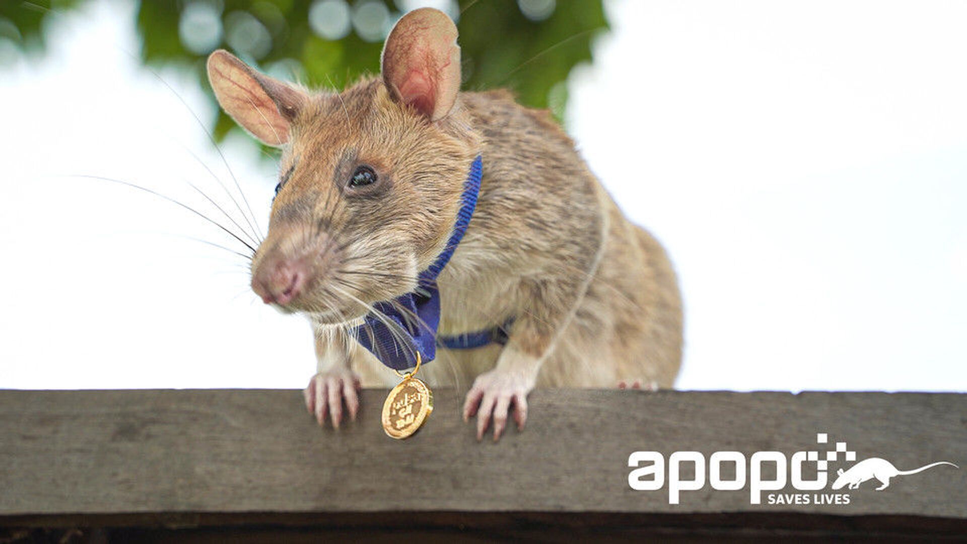 Photo provided by nonprofit APOPO captures Magawa, an African pouch rat, sporting a gold medal he was granted by UK charity People’s Dispensary for Sick Animals, for his efforts in detecting land mines in Cambodia. APOPO has indicated that Magawa has found approximately 71 land mines and 38 unexploded ordnance. - Sputnik International, 1920, 12.01.2022