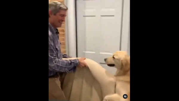 Golden Retrievercarrying bed - Sputnik International