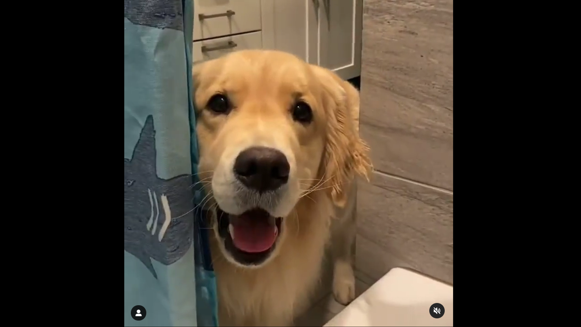 Golden Retriever pestering humans - Sputnik International, 1920, 07.06.2021
