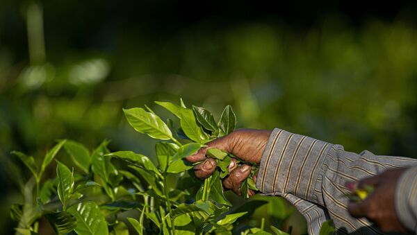 An Indian laborer plucks tea leaves at a tea garden on the outskirts of Gauhati, northeastern Assam state, India, Wednesday, Oct. 28, 2020.  - Sputnik International