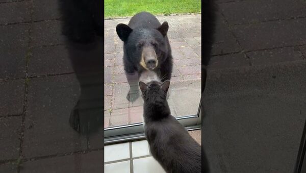 Young Bear Meets Bella the Cat || ViralHog - Sputnik International