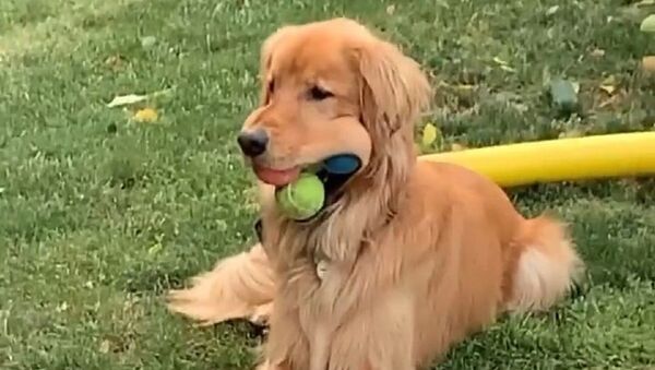 Golden Retriever Labrador - Sputnik International