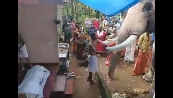 Elephant pays last respect to his mahout. - Sputnik International
