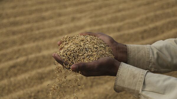 An Indian laborer dries rice crop on the outskirts of Jammu, India, Friday, Dec. 11, 2020 - Sputnik International