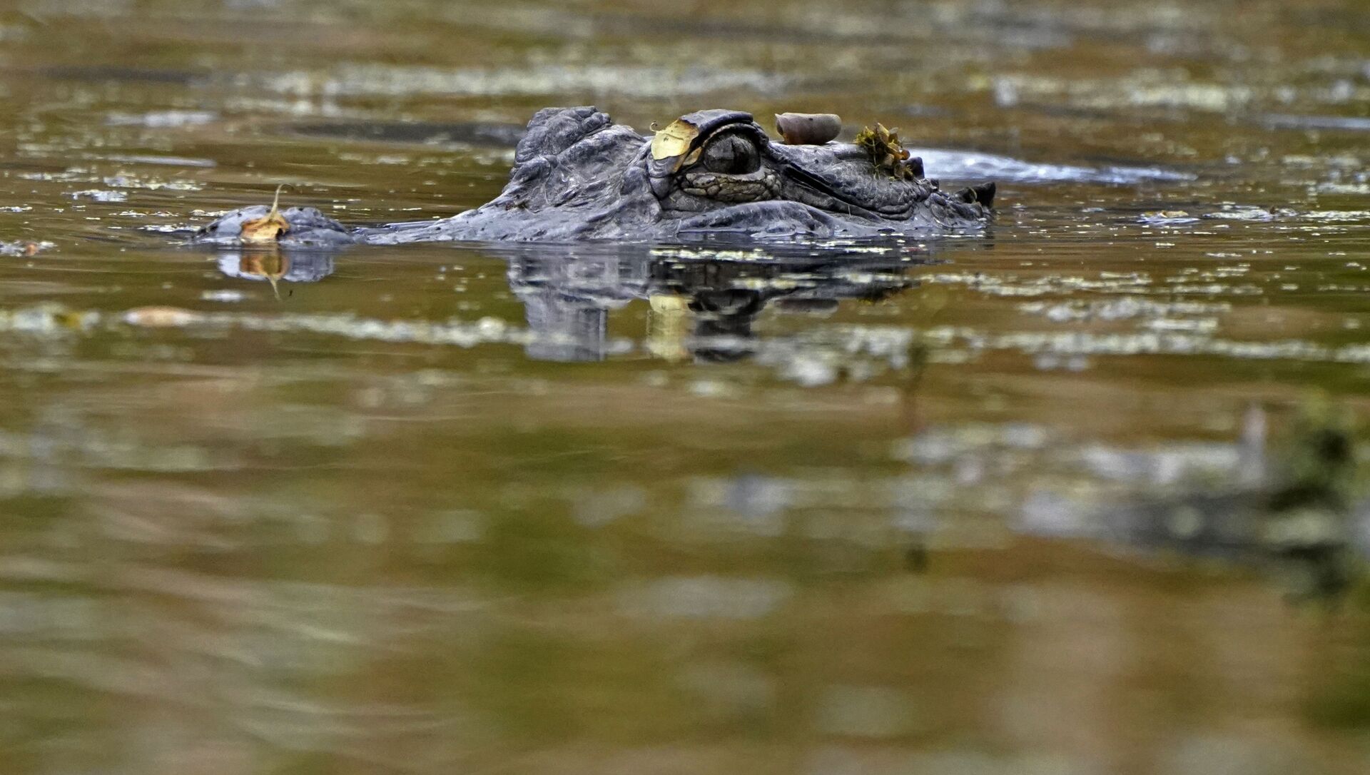 An alligator swims in the Maurepas Swamp, thirty miles outside New Orleans, in Ruddock, La., Saturday, Feb. 27, 2021. - Sputnik International, 1920, 11.06.2021