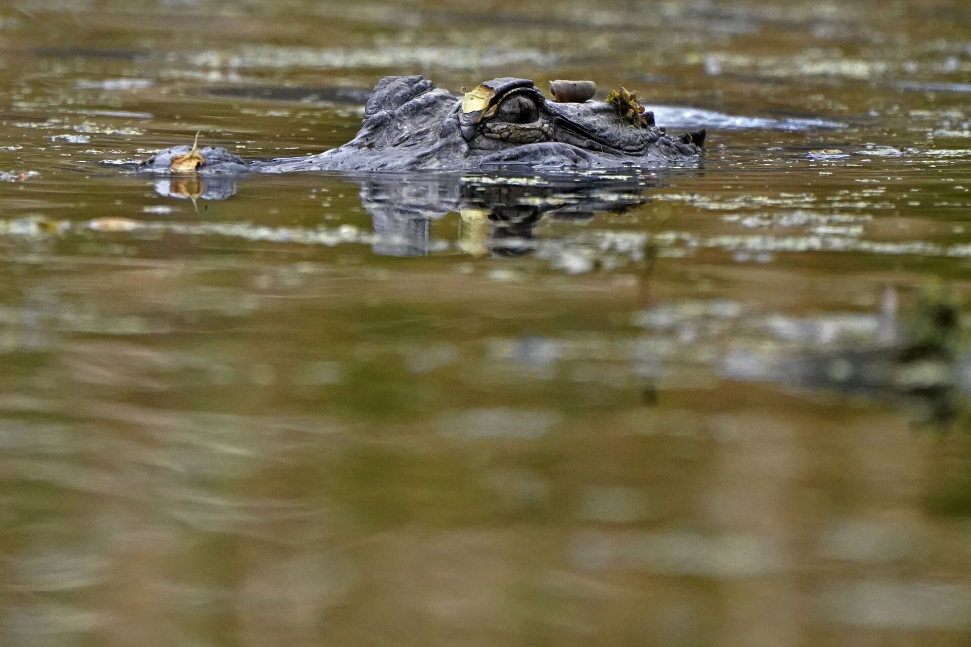 An alligator swims in the Maurepas Swamp, thirty miles outside New Orleans, in Ruddock, La., Saturday, Feb. 27, 2021. - Sputnik International, 1920, 07.09.2021