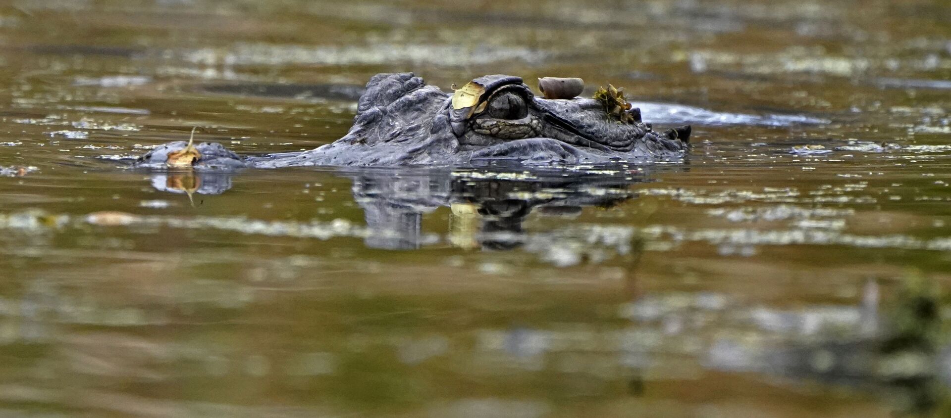 An alligator swims in the Maurepas Swamp, thirty miles outside New Orleans, in Ruddock, La., Saturday, Feb. 27, 2021. - Sputnik International, 1920, 31.08.2021