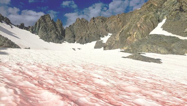 Watermelon snow, also called snow algae, pink snow, red snow, or blood snow - Sputnik International