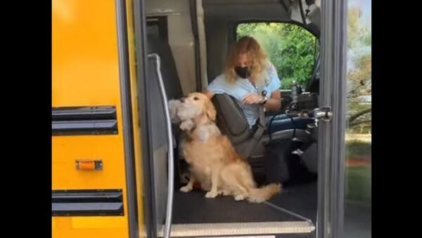 golden retriever - Sputnik International