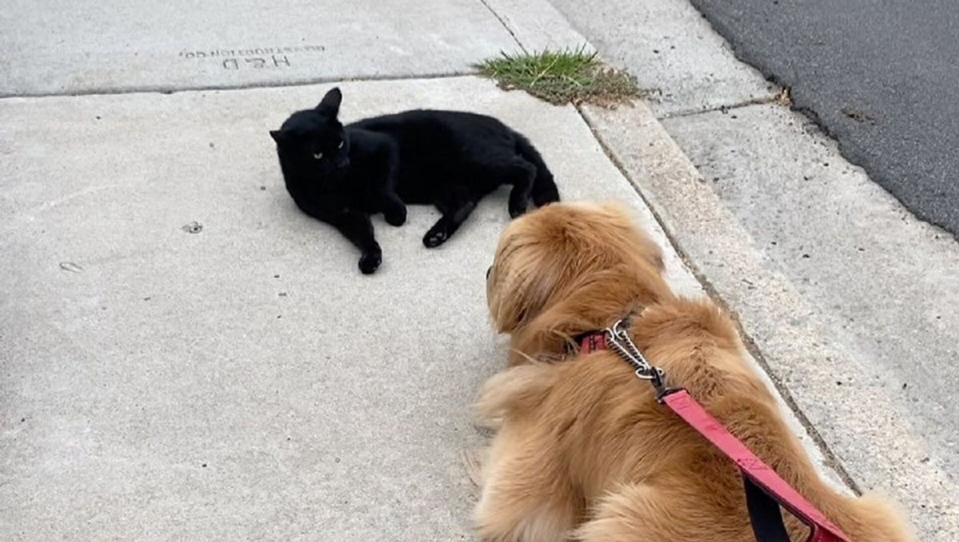 Kyler the Golden Kyler the Golden - Sputnik International, 1920, 18.06.2021