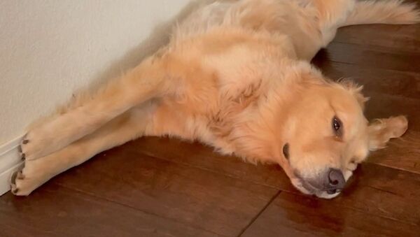 Kyler the Golden - Sputnik International