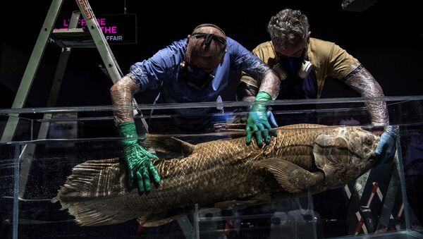 (FILES) In this file photograph taken on 29 March 2019, taxidermists install a coelacanth in a formol-filled tank for the 'Ocean' exhibition ahead of its opening at the National Museum of Natural History (Museum d'Histoire Naturelle) in Paris - Sputnik International